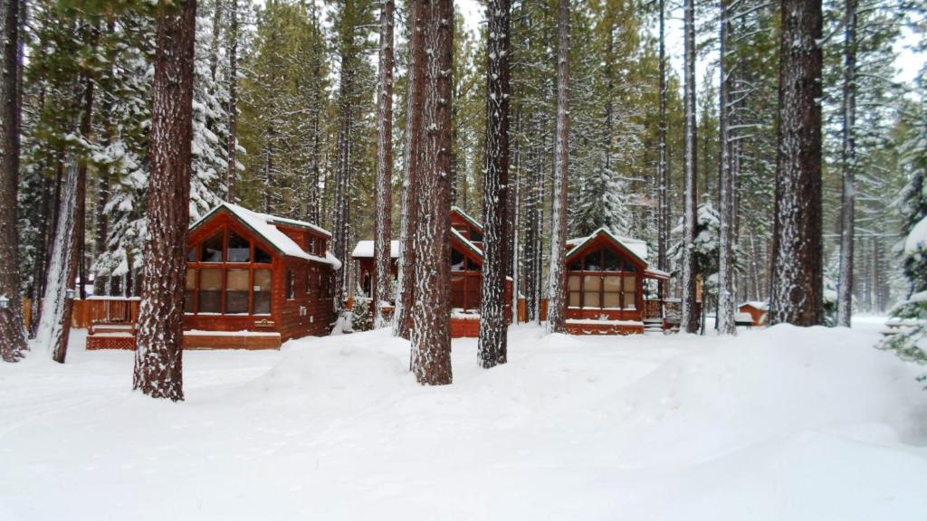 Cedar Pines Resort South Lake Tahoe Zewnętrze zdjęcie